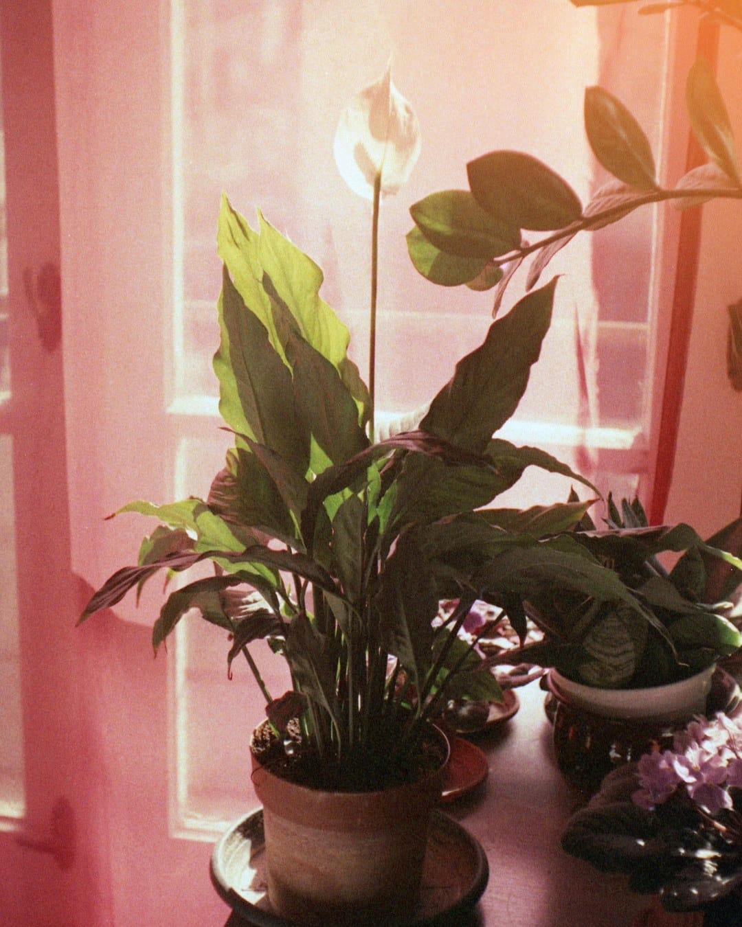 A potted plant on a pink window sill washed in warm light